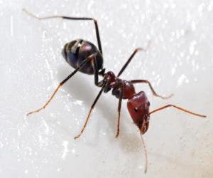 Puzzle Μυρμήγκι, ένα έντομο που υπάρχει σχεδόν οπουδήπο